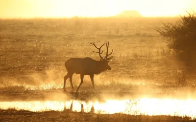 Wildlife Board Approves Big Game Hunting Permits