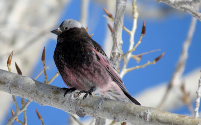 DWR Rosy-Finch Viewing Event In Ashley National Forest