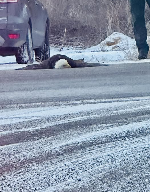 Bald Eagle Hit On Roadway In Vernal Area; Euthanized Due To Severe Injuries