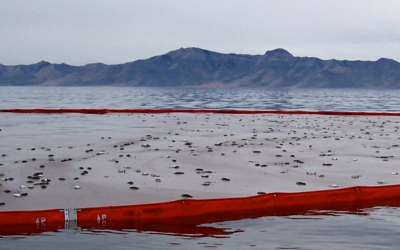 DWR: Please Report Any Groups of 5 Or More Dead Birds, Avian Influenza Virus