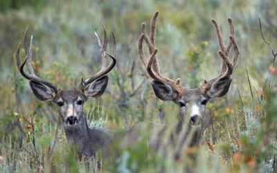 DWR: Important Dates