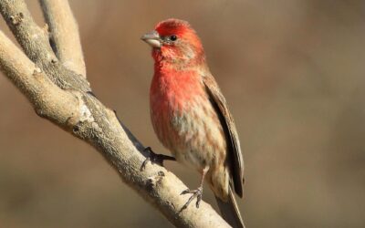 Rosy-Finch Viewing Event This Saturday