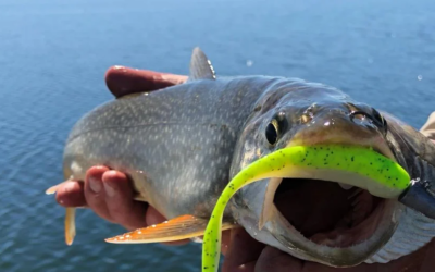 Community Welcome To Free Freshly Caught Lake Trout During Mack Attack