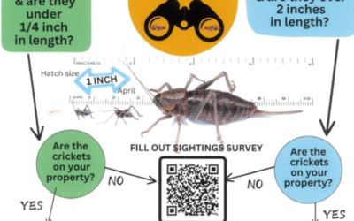 Rio Blanco County Invites Residents To Think Ahead With Mormon Crickets