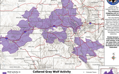 Collared Gray Wolf Activity Report For February