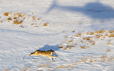 Wolf DNA Confirmed In Northwest Moffat County, Says Wildlife Officials