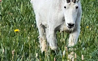 DWR Hosting Mountain Goat Viewing Event Near Upper Stillwater Dam