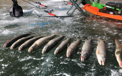Fishing Contests Helping With Flaming Gorge Small Lake Trout Management 