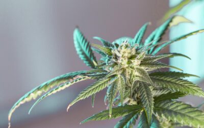 Duchesne County Man Arrested After Giving Drugs To 12-Year-Old Minors