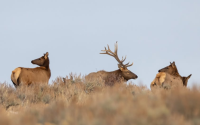 Utah Wildlife Board Seeking Applicants; Northeastern Region Position Opening