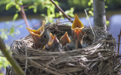 DWR: What To Do If You Find A Baby Bird on the Ground