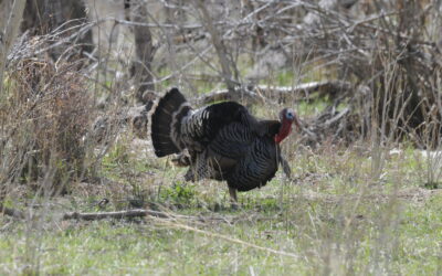 DWR: What To Expect In Northeastern Utah During 2025 Spring Turkey Hunts