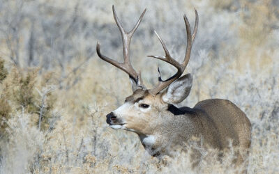 DWR: Increase In 2025 Deer Permits Recommended