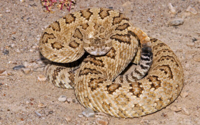 DWR: What To Do If You Encounter A Rattlesnake