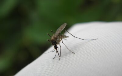 Town Of Rangely Mosquito Abatement “Fogging” Underway