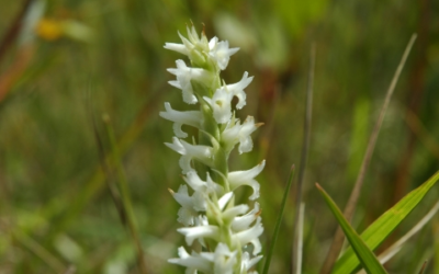 DWR: ‘Ute Ladies-Tresses’ A Conservation Success Story 