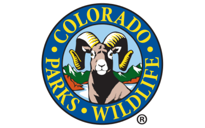 Sixth Wolf In Colorado Confirmed Dead This Year 