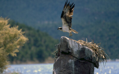 DWR: Osprey Viewing Event At Flaming Gorge
