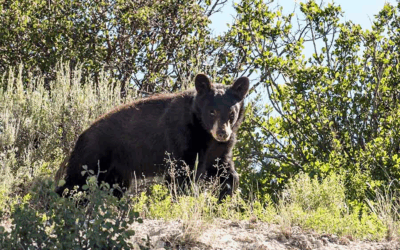 Local Sightings Prompt Reminder To Stay Bear Aware