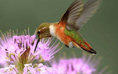 Space Limited, Get Registered For Hummingbird Banding Event