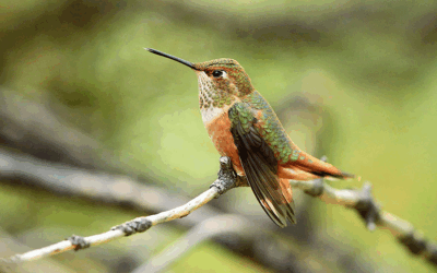 Popular Hummingbird Banding Event Happening This Month 