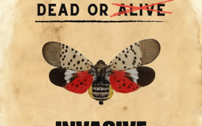 If You See A Spotted Lanternfly, Officials Say Kill It Immediately