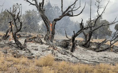 Lightning Strikes Cause 17 Wildfires In Moffat County