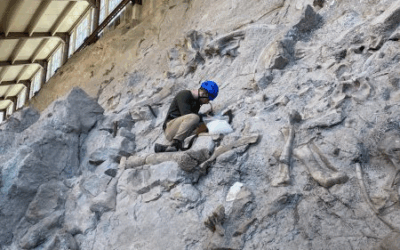 Discoveries At Dinosaur National Monument Highlighted