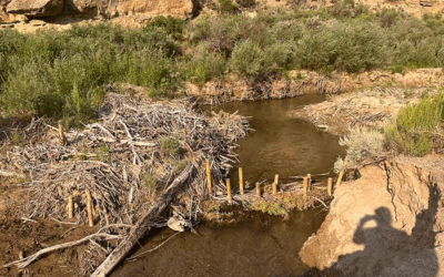 Book Cliffs Watershed Project Complete