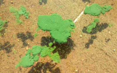 HAB Warnings At Matt Warner And Calder Reservoir