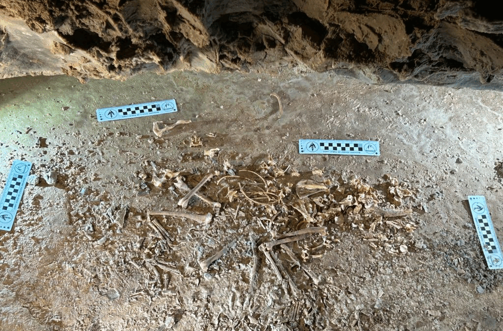 Ice Age Fox “Roxy” Goes On Display In Vernal