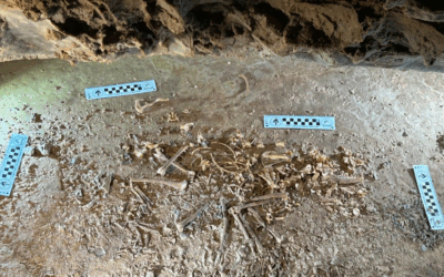 Ice Age Fox “Roxy” Goes On Display In Vernal