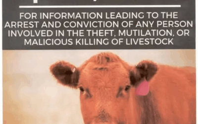 Another Livestock Killing In Tabiona Area