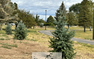 Walking Park Trees Replaced And New Watering System Installed