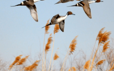 DWR: Waterfowl Hunting Season Has Arrived
