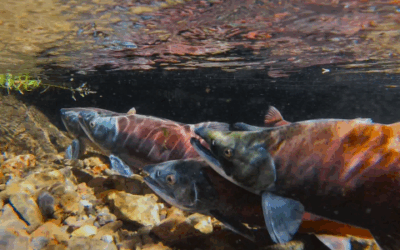 DWR: Things To Remember When Viewing Kokanee Salmon