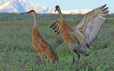 Sandhill Crane Viewing Events Coming Up