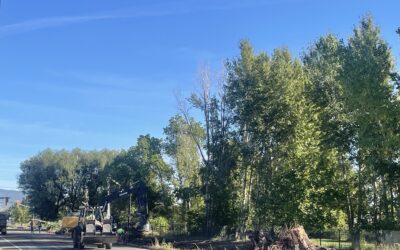 UDOT Project Prompts Removal Of Trees On 1500 West Near 500 North