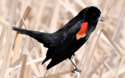 DWR Birding Event