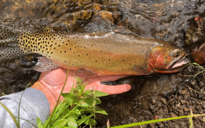 DWR Cutthroat Slam
