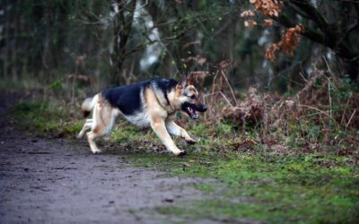 Duchesne City Provides Clarification On Animal Control Services 