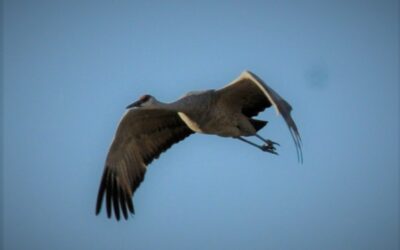 Sandhill Crane Growing Population Poses Challenges For Farmers