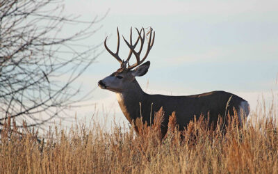 DWR: Utah’s Most Prized Hunting Permits Application Period Opening Soon