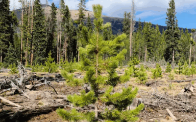 Christmas Tree Permits On Sale