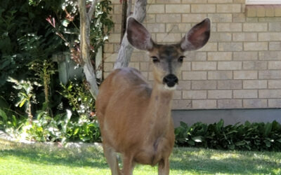 DWR Gives Guidance On When To Report A Wildlife Sighting