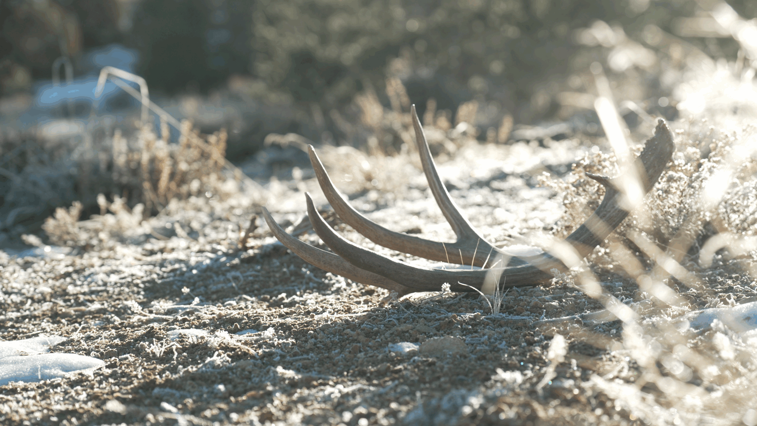 Excited For Shed Hunting This January? Get The 2026 Ethics Course Done