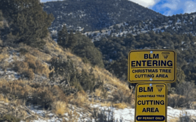 $1 Christmas Tree And Firewood Permits