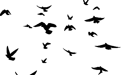 Locals Invited To Participate In 126th Christmas Bird Count