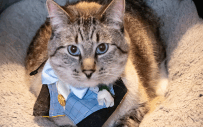 Baldur The Cat Vying For Title Of America’s Favorite Pet