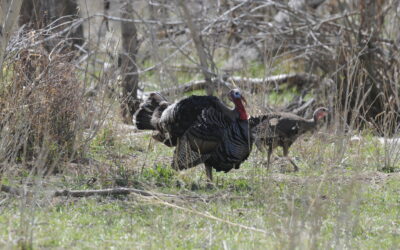 DWR Authorizing Agreements With Landowners To Enhance Big Game/Turkeys